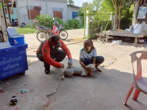 LINE_ALBUM_ฉีดวัคซีนป้องกันโรคพิษสุนัขบ้า ประจำ_250523_6.jpg